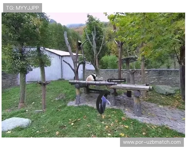 体验熊猫体育app高清赛事直播和多角度观看带来的沉浸式体验 体验熊猫体育app高清赛事直播和多角度观看带来的沉浸式体验